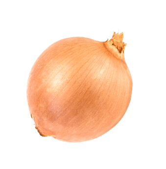 Fotka cibule
